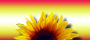 Sonnenblumen-Logo